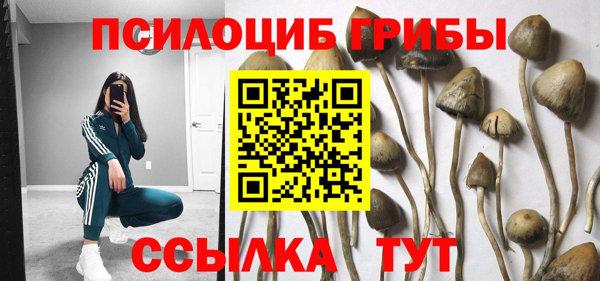 Псилоцибиновые грибы Psilocybe Медногорск